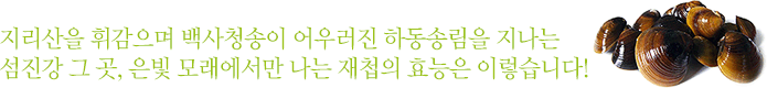 지리산을휘감으며백사청송이어우러진하동송림을지나는섬진강그곳,은빛모래에서만나는재첩의효능은이렇습니다!